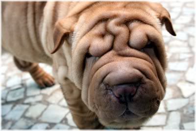 wrinkled dog