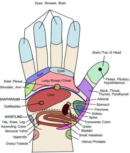 Hand reflexology chart