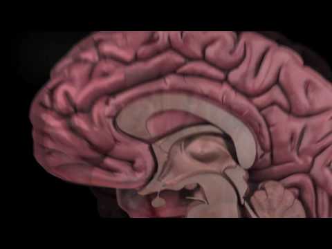 The Human Brain: How We Decide