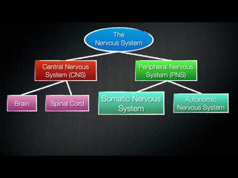 063 The Divisions of the Nervous System
