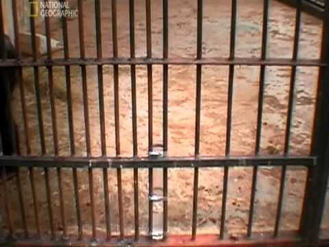 Insight learning: Chimpanzee Problem Solving