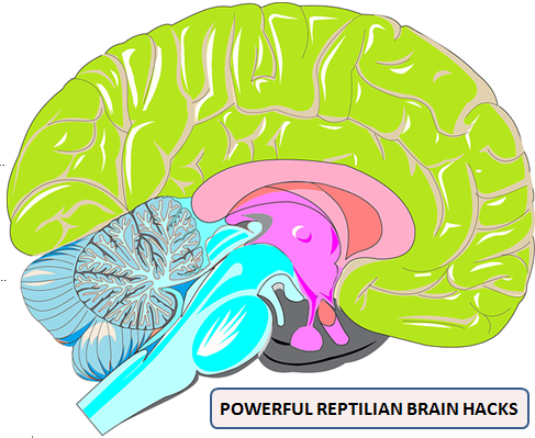 Vs brain brain reptilian mammalian THE BRAIN