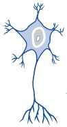 Motor Neuron