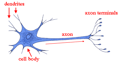Neuron showing dendrites, cell body, axon and axon terminals.