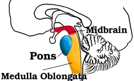 Diagram showing pons, midbrain and medulla oblongata