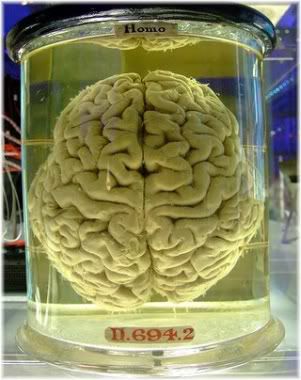 brain in formaldehyde