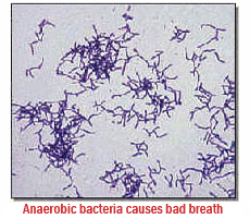 anaerobic bacteria cause bad breath