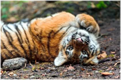 tiger rolling on floor