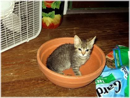 cat in plant pot