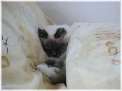 cat sleeping in bed.