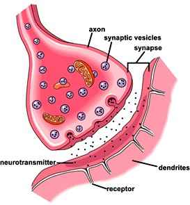 Axon terminal showing synaptic vesicles releasing neurotrasmitter