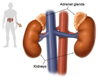 Adrenal Glands