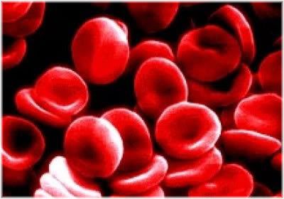 red blood cells