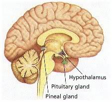 Pituitary Gland