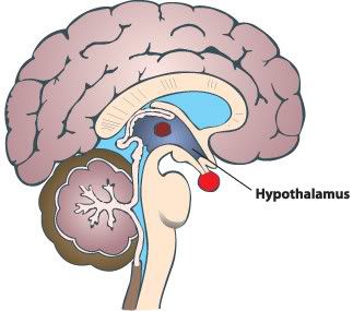 Hypothalamus