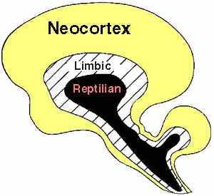 Neocortex limbic reptilian