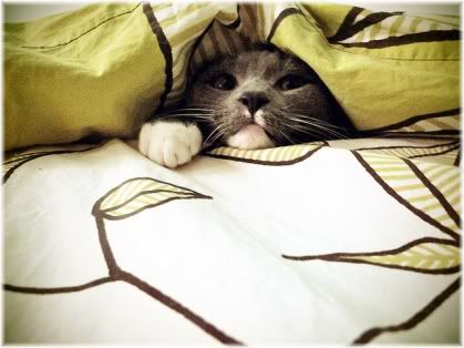 cat under bed cover