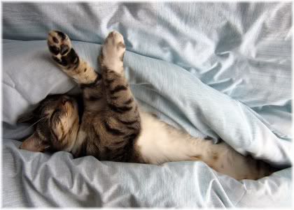 cat lying in bed