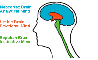 triune brain