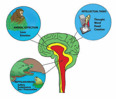 triune brain