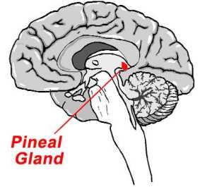 Pineal Gland