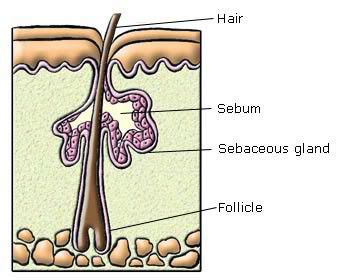 sebaceous gland