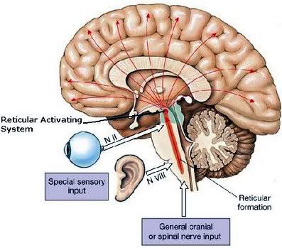 Reticular Activating System