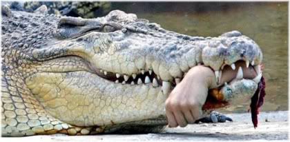 crocodile with arm in mouth