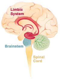 Limbic System