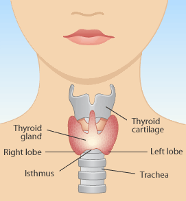 Thyroid Gland