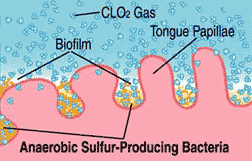 anaerobic sulfur producing bacteria on tongue