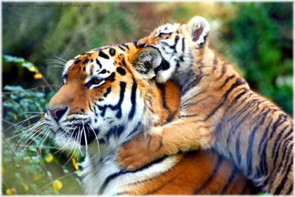 tiger with cub