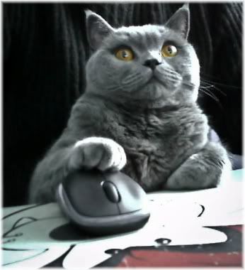 cat using computer mouse