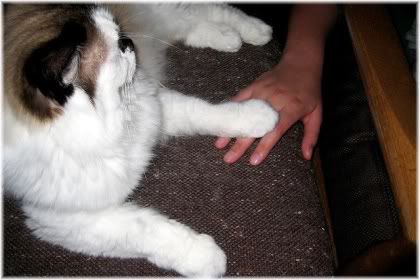 cat paw touching hand