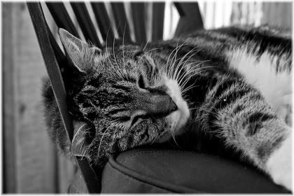 cat on chair