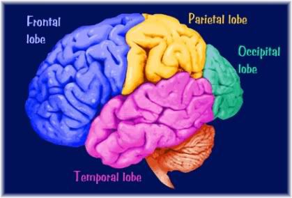 cerebral cortex showing frontal, temporal, parietal and occipital lobes.