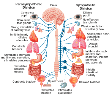sympathetic and parasympathetic division nervous system divisions