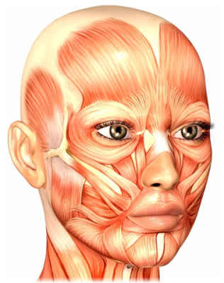 muscles of the face