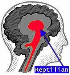 reptilian brain