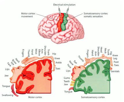 brain homunculi