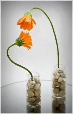 flowers in pot