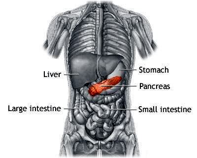 diagram of liver, large & small intestine, stomach & pancreas