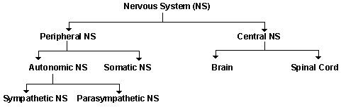 diagram of nervous system showing peripheral and central nervous system components