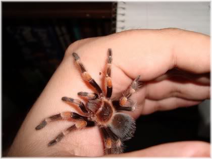 spider on hand