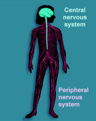 Central and peripheral nervous system